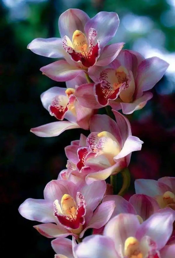 цимбидиум ванда