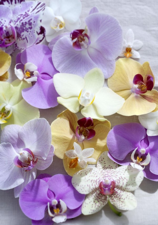 фаленопсис абба