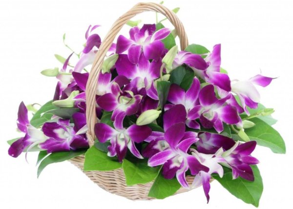 корзина с дендробиумом