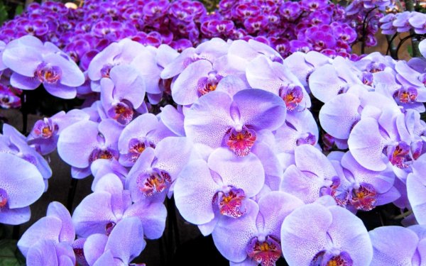 орхидея phalaenopsis manila