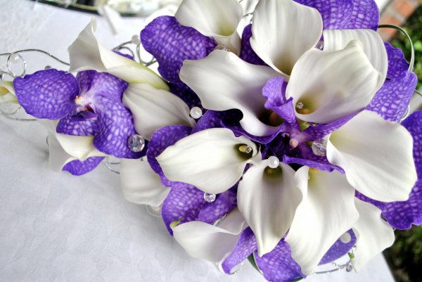 бело фиолетовые цветы