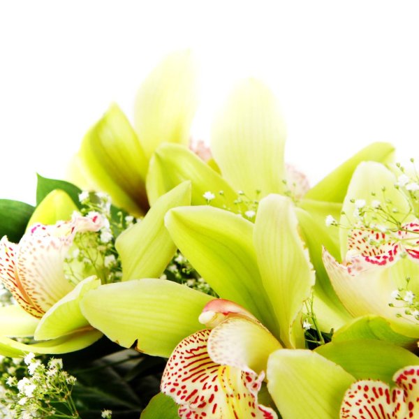 орхидея зеленая