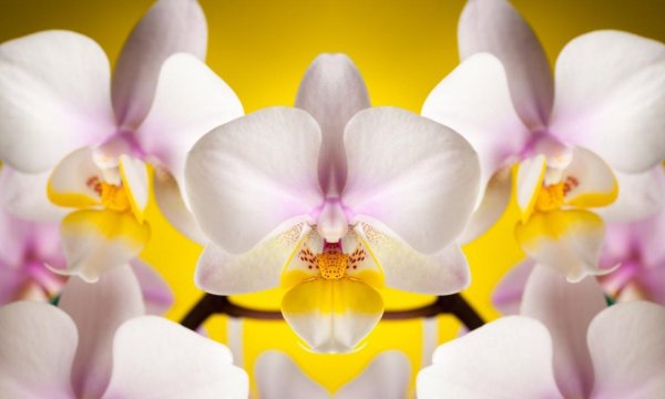 фаленопсис белый