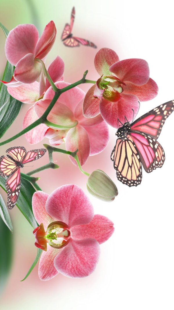 цветок бабочка