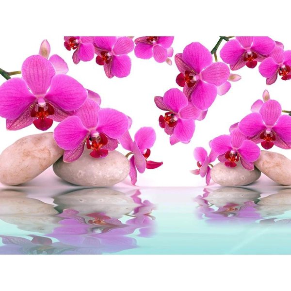 розовая орхидея