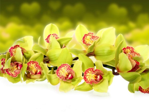 зеленая орхидея