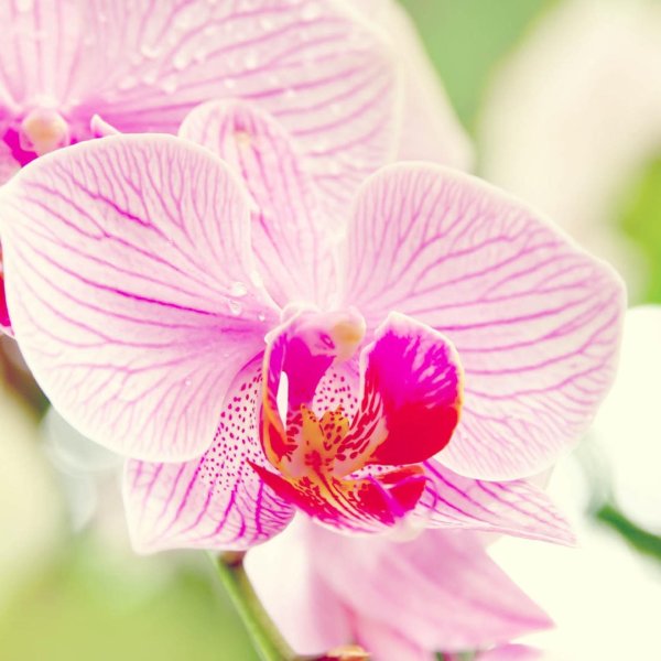 фаленопсис ниагара