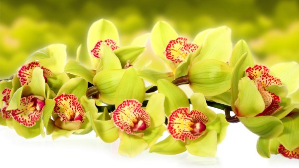 зеленая орхидея