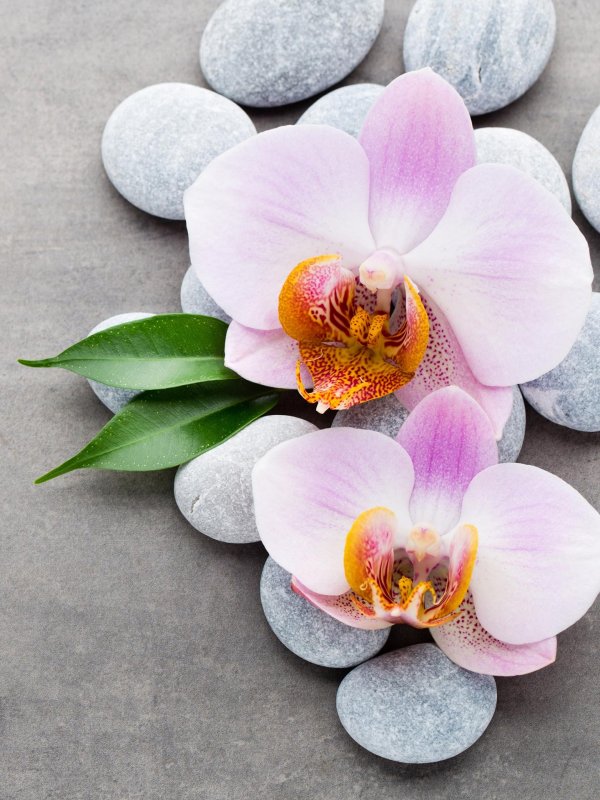 фаленопсис радианс