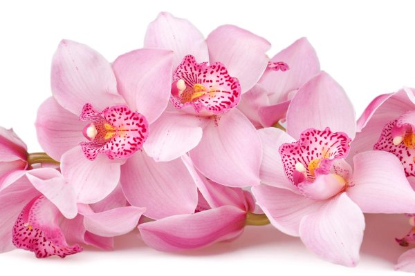 модульная картина орхидея