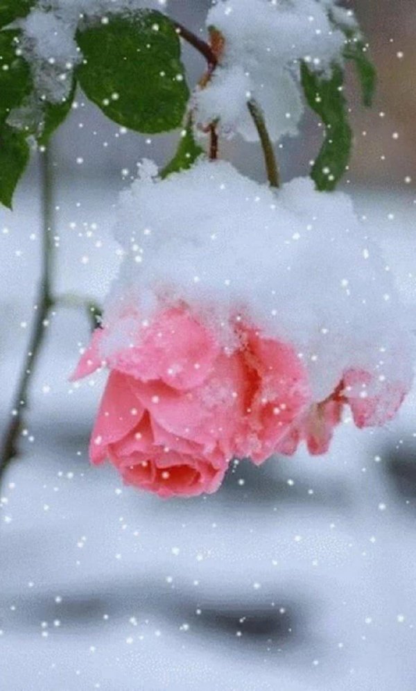 Нежные зима