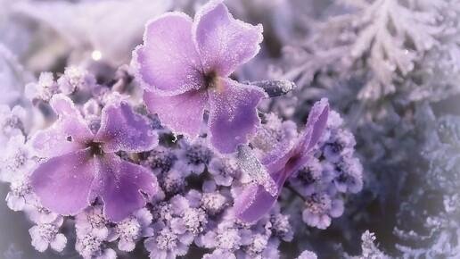 Нежные зима