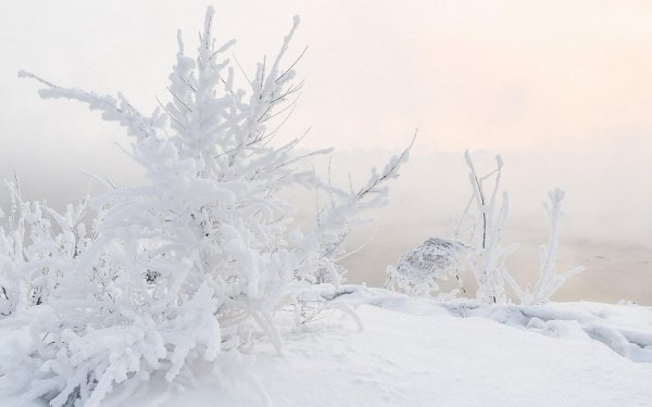 Нежные зима