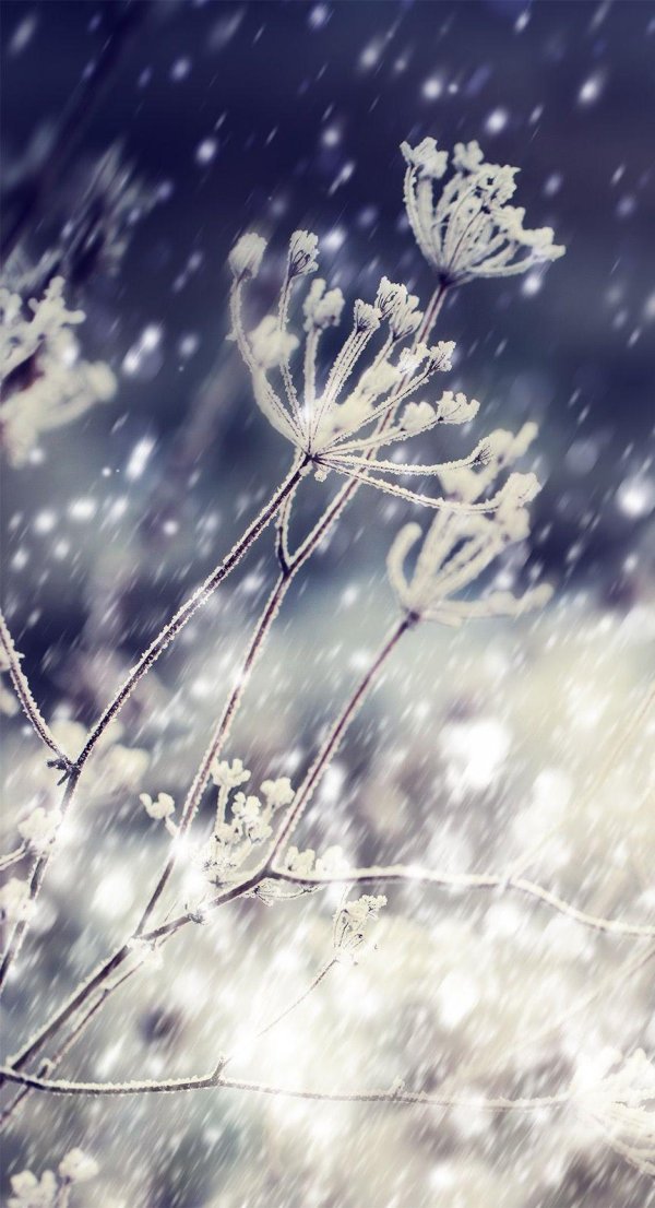 Нежные зима