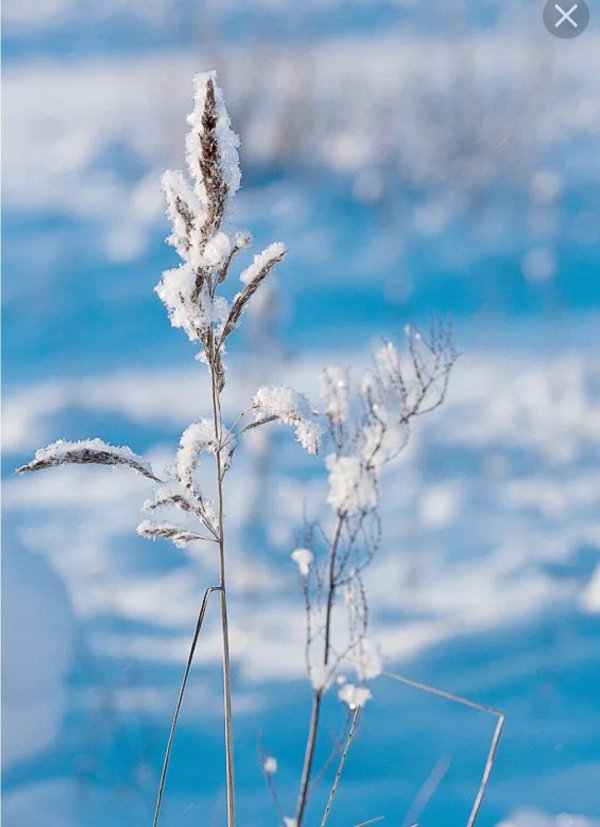 Нежные зима