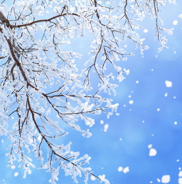 Нежные зима