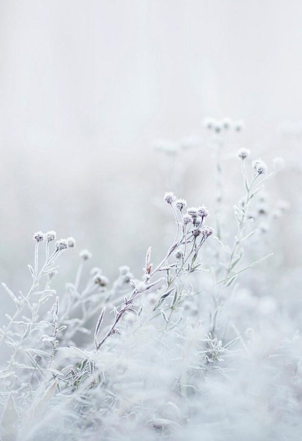 Нежные зима