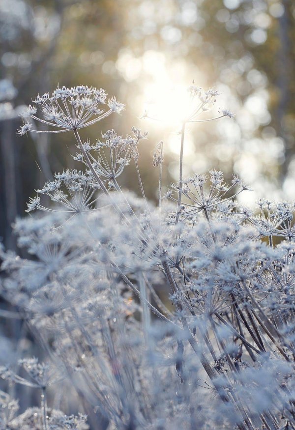 Нежные зима