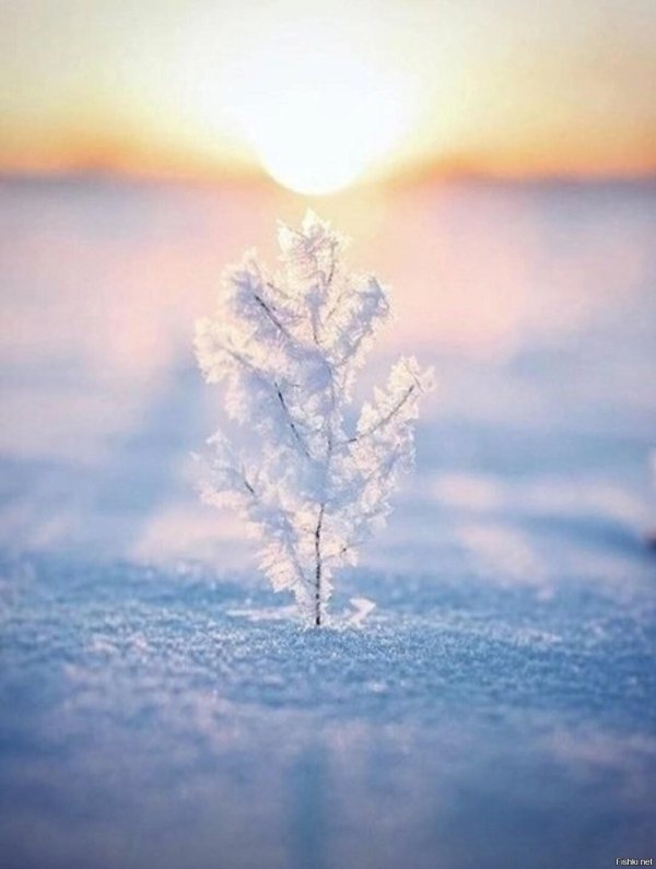 Нежные зима