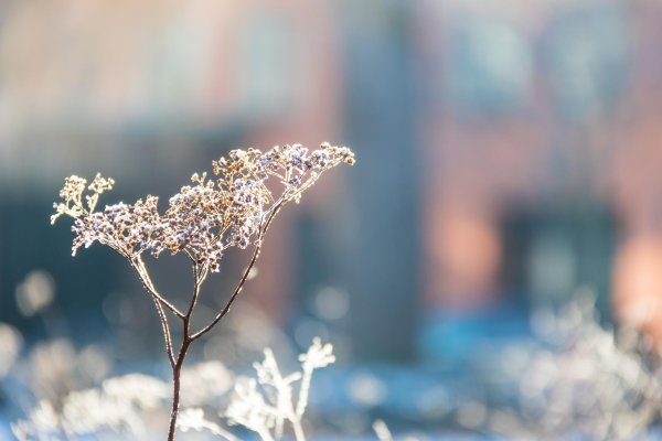 Нежные зима