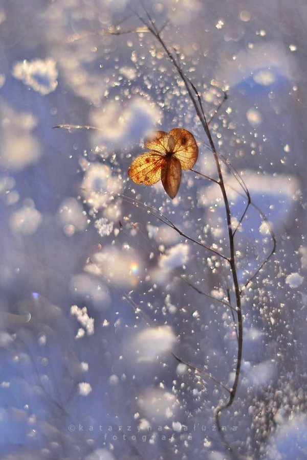 Нежные зима