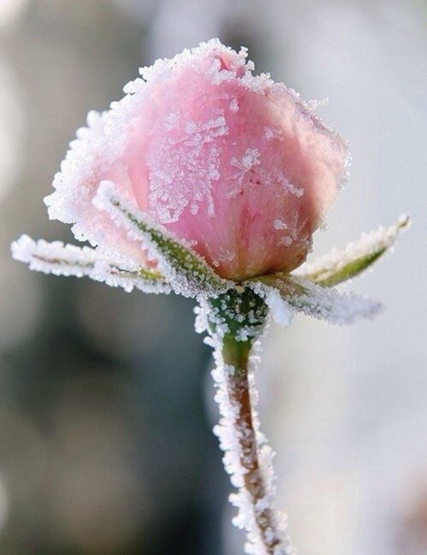 Нежные зима