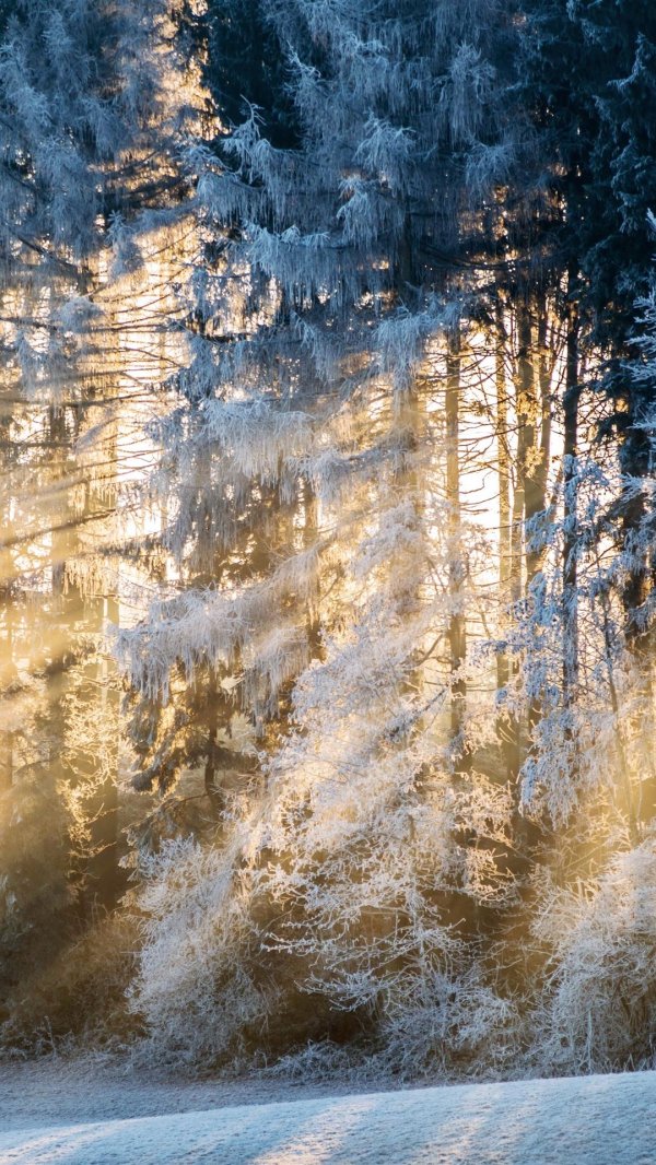 Морозная зима