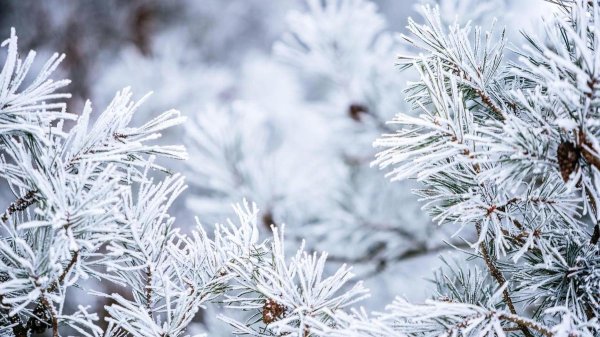 Морозная зима