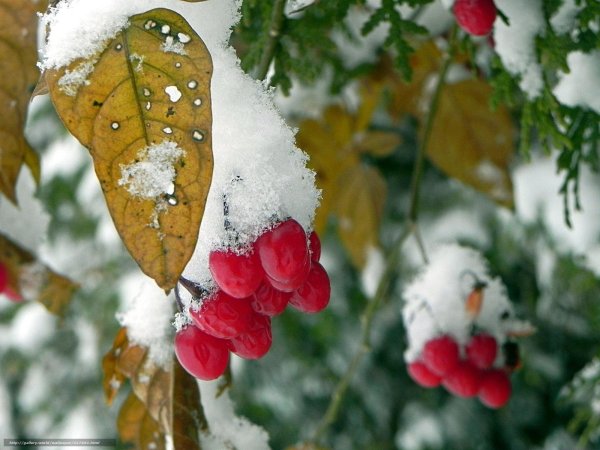 Ранняя зима