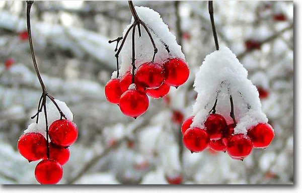 Ранняя зима