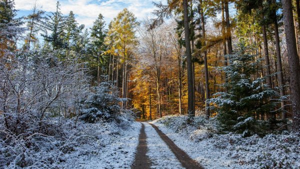 Ранняя зима