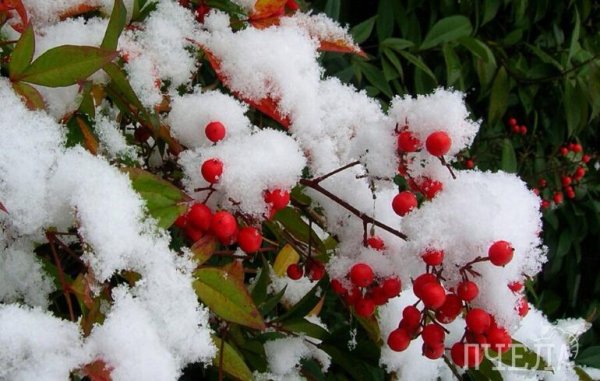 Ранняя зима