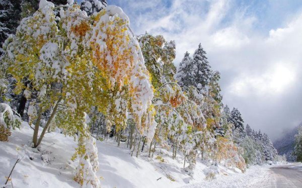 Ранняя зима