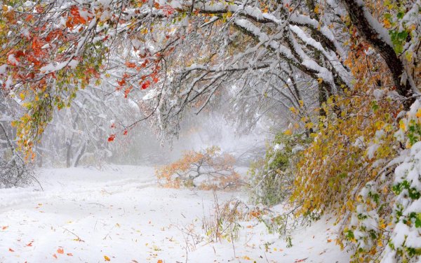 Ранняя зима