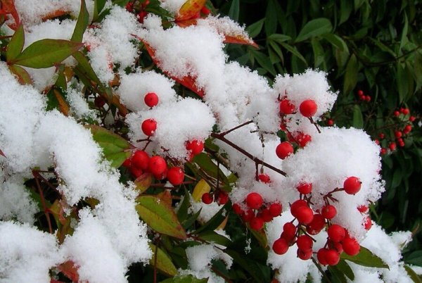 Ранняя зима