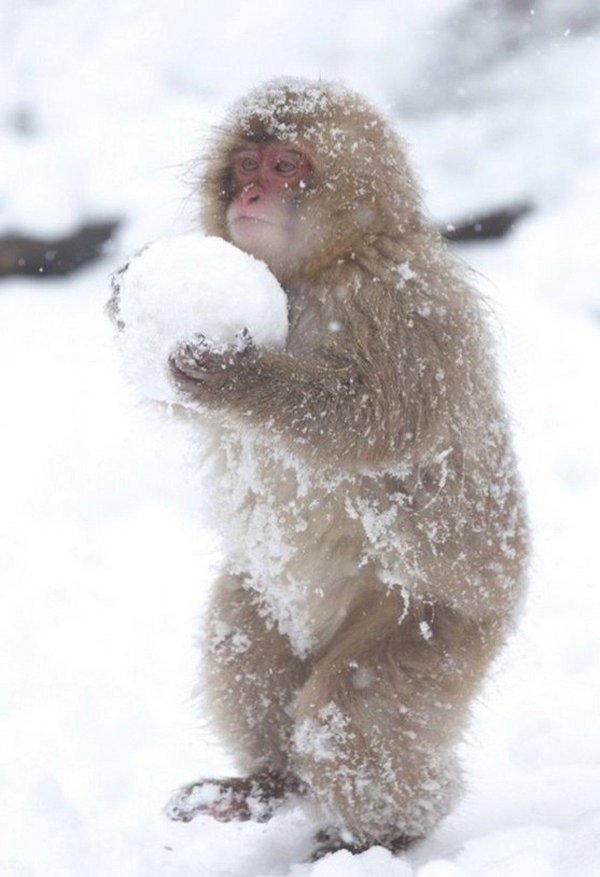 Зима смешные