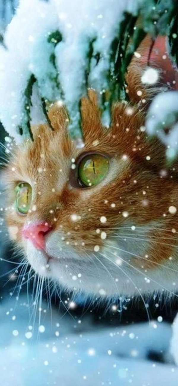 Зима смешные