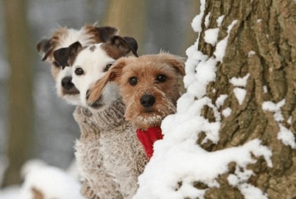 Зима смешные