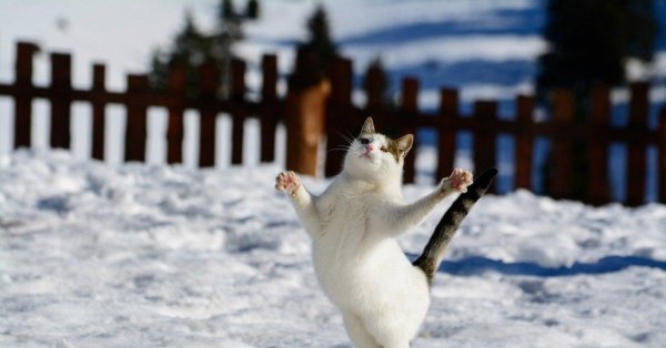 Зима смешные