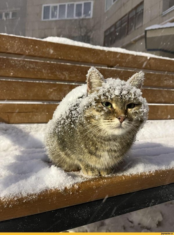 Зима смешные