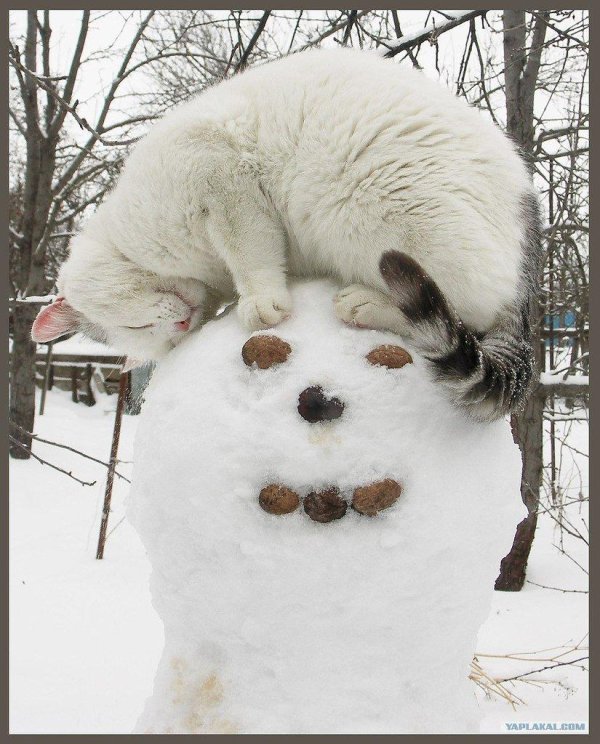 Зима смешные