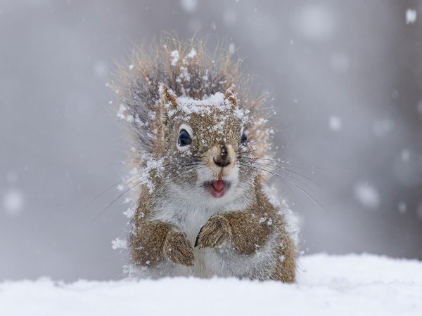 Зима смешные