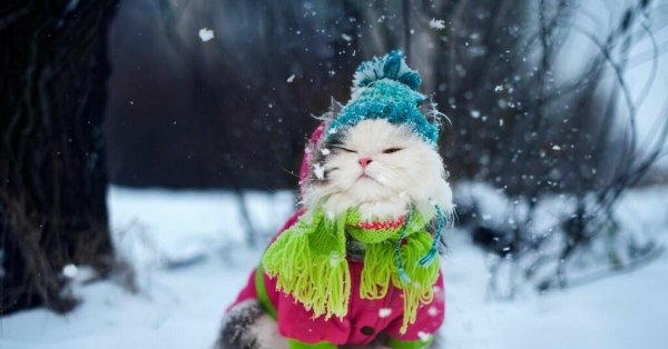 Зима смешные