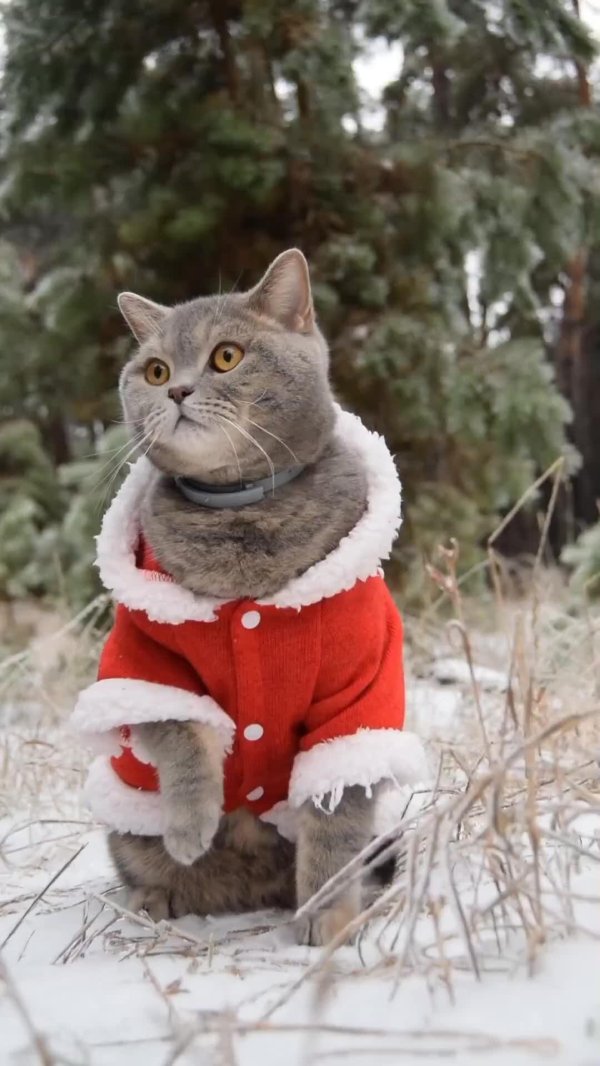 Зима смешные