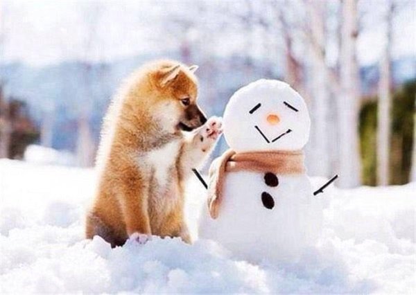 Зима смешные