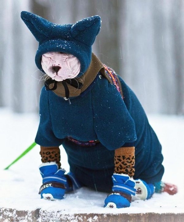 Зима смешные