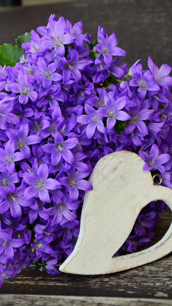 колокольчик кампанула lilac