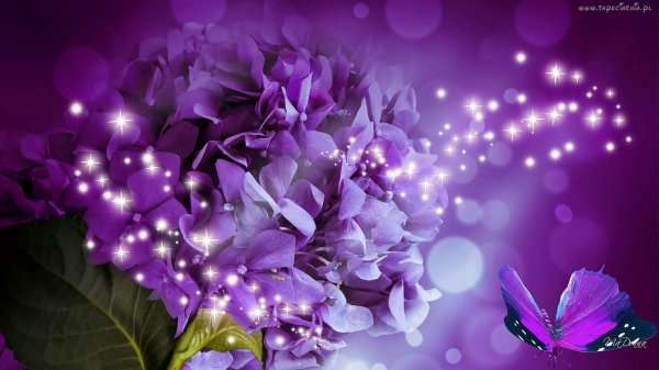 гортензия тиффани пурпл