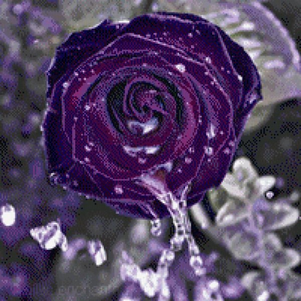 роза дарк перпл