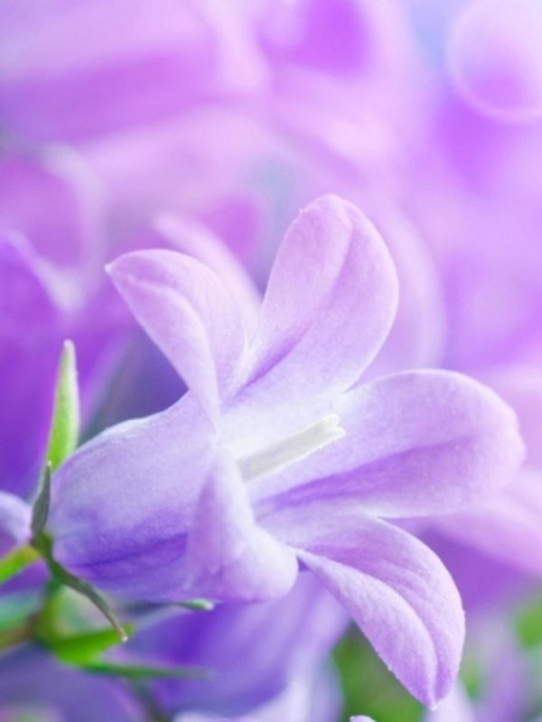 колокольчики цветок